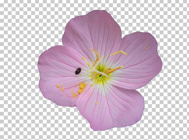 Common Evening-primrose Oenothera Rosea Euclidean PNG, Clipart, Download, Encapsulated Postscript, Evening, Evening Primrose, Flower Free PNG Download