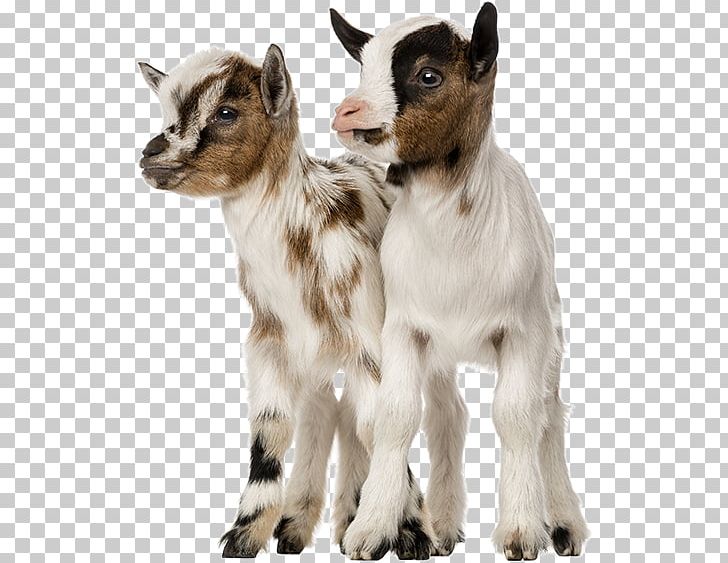 Goat Wild PNG, Clipart, Alamy, Bigstock, Cattle Like Mammal, Cow Goat Family, Depositphotos Free PNG Download