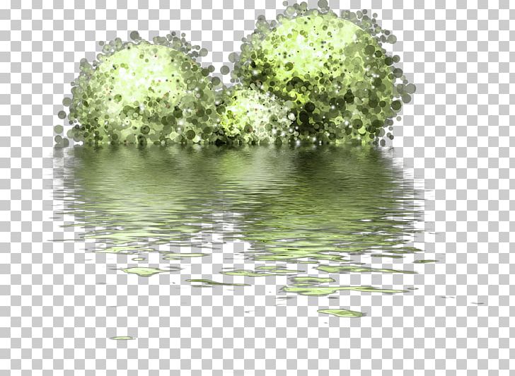 Photography Natural Grass PNG, Clipart, Animation, Bank, Digital Image, Download, Fresh Free PNG Download