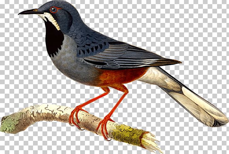 Bird Open Graphics PNG, Clipart, Animals, Beak, Bird, Circa, Computer Icons Free PNG Download