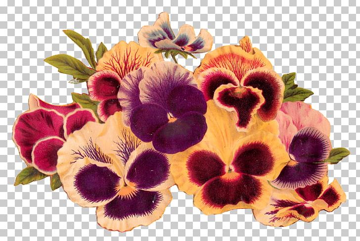 Flower Pansy PNG, Clipart, Animation, Burgundy, Clip Art, Drawing, Flower Free PNG Download