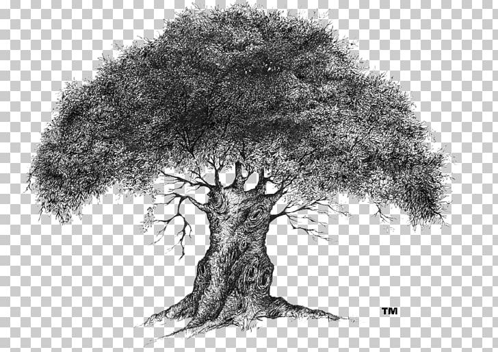 Lone Tree /m/02csf Drawing Company PNG, Clipart, Black And White, Branch, Business, Child, Company Free PNG Download