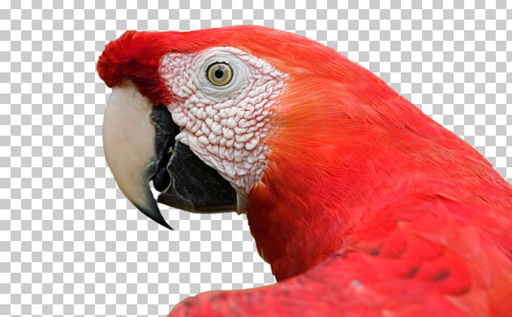 Bird Amazon Parrot Desktop Animal Macaw PNG, Clipart, 4k Resolution, Amazon Parrot, Animal, Animals, Beak Free PNG Download