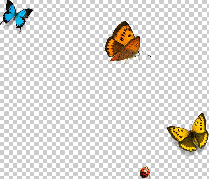 Butterfly Yellow PNG, Clipart, Blue, Blue Butterfly, Butter, Butterflies, Butterfly Group Free PNG Download