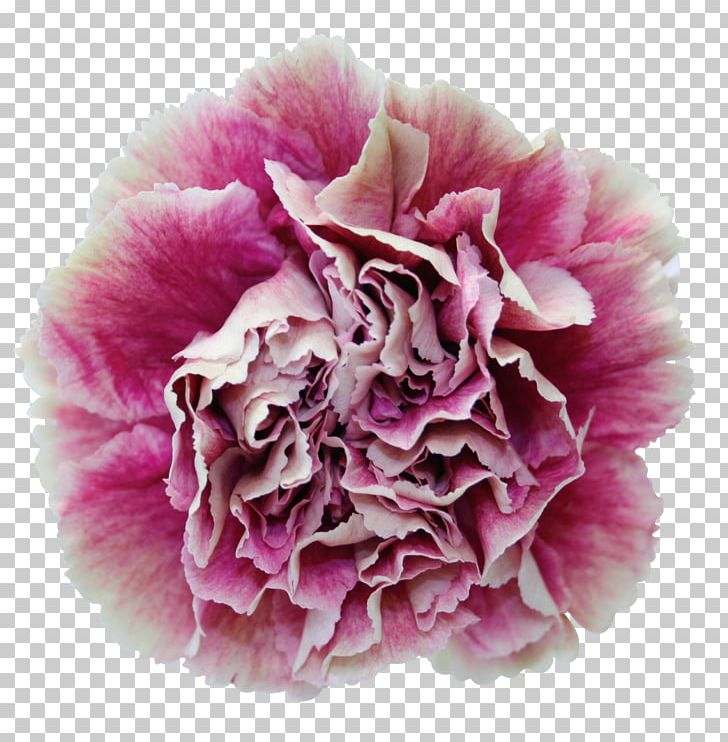 Carnation Cut Flowers Antigua Transvaal Daisy PNG, Clipart, Arumlily, Carnation, Color, Cut Flowers, Floral Design Free PNG Download