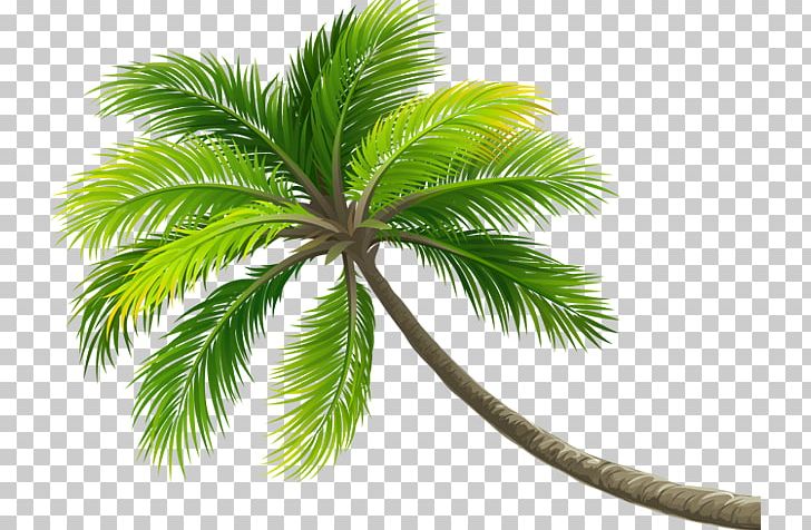 Coconut Water Palm Trees Coconut Milk Digital Cameras PNG, Clipart, Arecales, Borassus Flabellifer, Camera, Canon, Coconut Free PNG Download