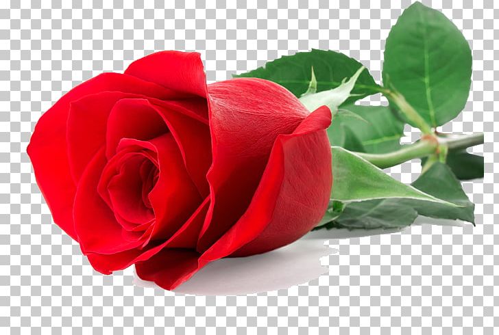 Rose Red Stock Photography Flower PNG, Clipart, Blue, China Rose, Closeup, Color, Cut Flowers Free PNG Download