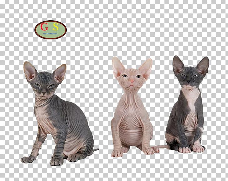 Sphynx Cat Donskoy Cat Bambino Cat Siamese Cat Kitten PNG, Clipart, Animals, Bambino Cat, Breed, Carnivoran, Cat Free PNG Download