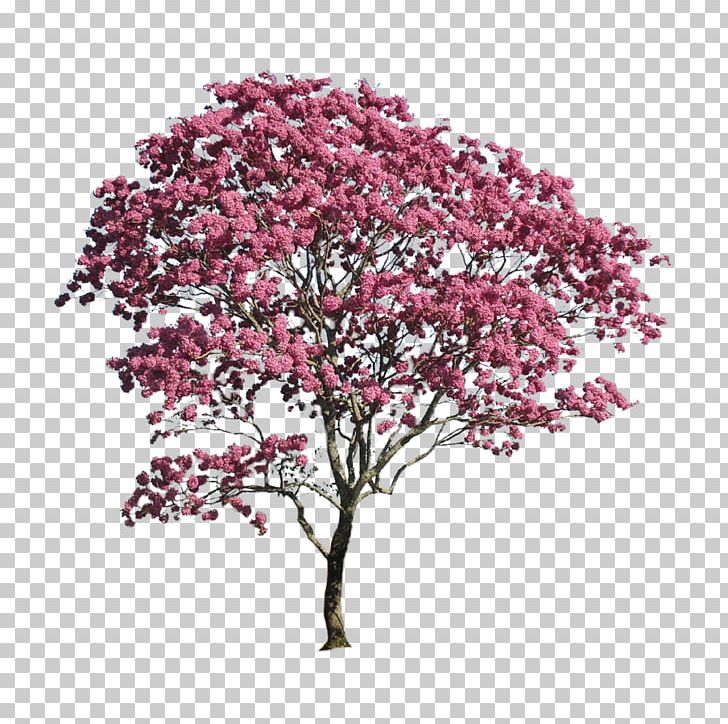 Landscape Architecture Portable Network Graphics PNG, Clipart, Architecture, Blossom, Branch, Cherry Blossom, Discover Free PNG Download