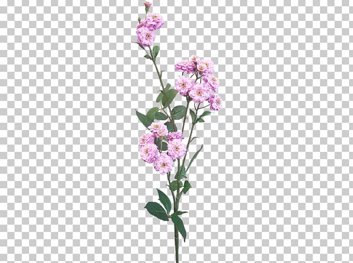 Moth Orchids Cut Flowers Floral Design Plant Stem PNG, Clipart, Artificial Flowers Mala, Blossom, Branch, Cut Flowers, Flora Free PNG Download