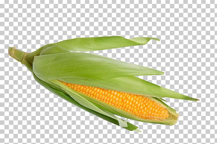 Corn On The Cob Waxy Corn Sweet Corn Stock Photography Corncob PNG, Clipart, Cartoon Corn, Caryopsis, Commodity, Corn, Corn Cartoon Free PNG Download