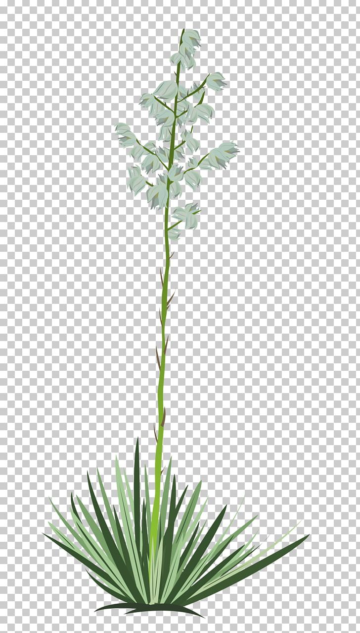 yucca flower clipart vine