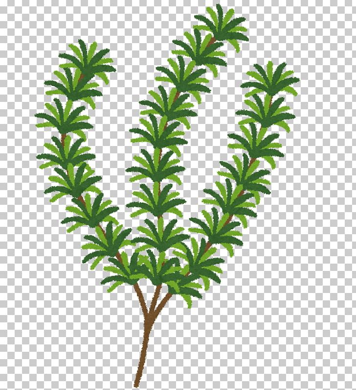 Rosemary Herb Health Food Extract PNG, Clipart, Aquarium Decor, Aromatherapy, Branch, Conifer, Cymbopogon Citratus Free PNG Download