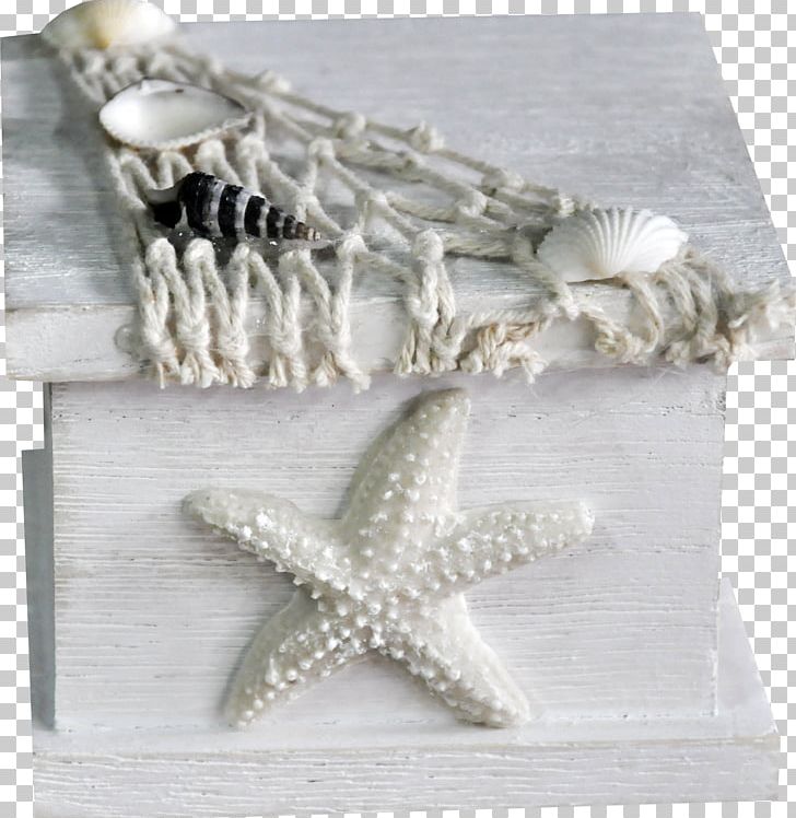 Seashell Photography PNG, Clipart, Albom, Animals, Cartoon Starfish, Information, Marine Free PNG Download
