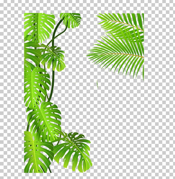 Tropical Rainforest Drawing PNG, Clipart, Area, Arecales, Branch, Conifer, Encapsulated Postscript Free PNG Download