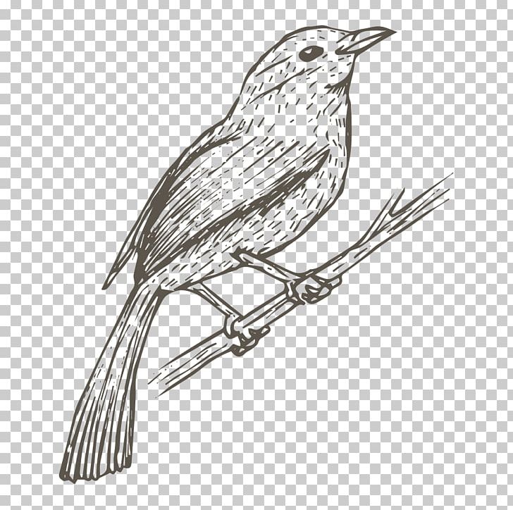 Bird House Sparrow Drawing Sketch PNG, Clipart, Animal, Animals, Artwork, Beak, Bird Free PNG Download