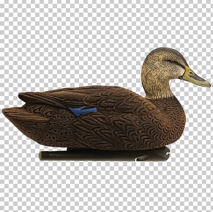 Mallard Duck Decoy Goose Atlantic Flyway PNG, Clipart, American Black Duck, Animals, Atlantic Flyway, Beak, Bird Free PNG Download