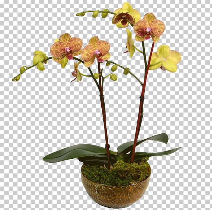 Moth Orchids Dendrobium Cattleya Orchids Plant Stem PNG, Clipart, Cattleya, Cattleya Orchids, Cut Flowers, Dahlia, Dendrobium Free PNG Download