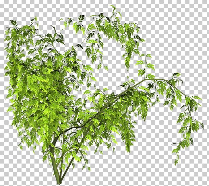 Animation PNG, Clipart, Animation, Branch, Flower Garden, Flowerpot, Fundal Free PNG Download