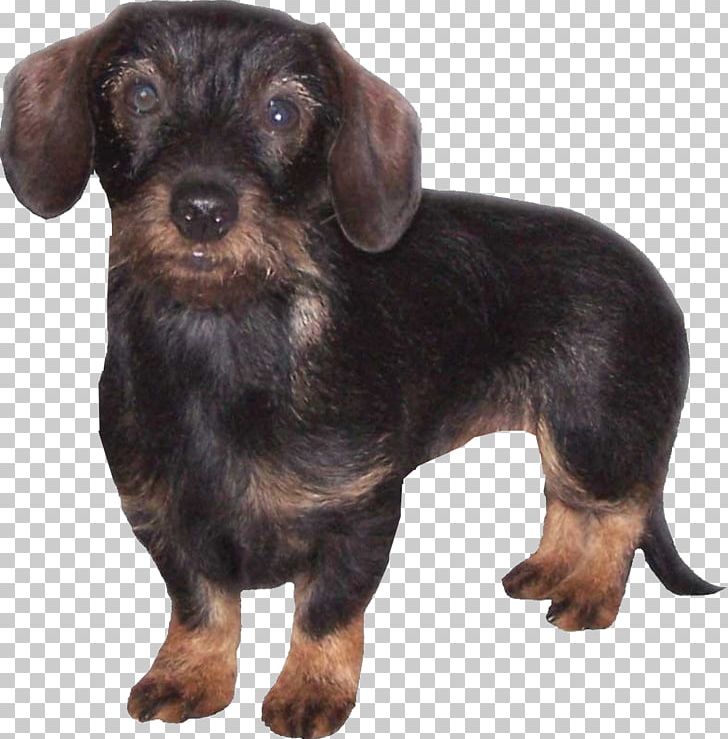 Dachshund Schnoodle English Toy Terrier Puppy Dog Breed PNG, Clipart, Animal, Animals, Black And Tan Terrier, Breed, Canidae Free PNG Download