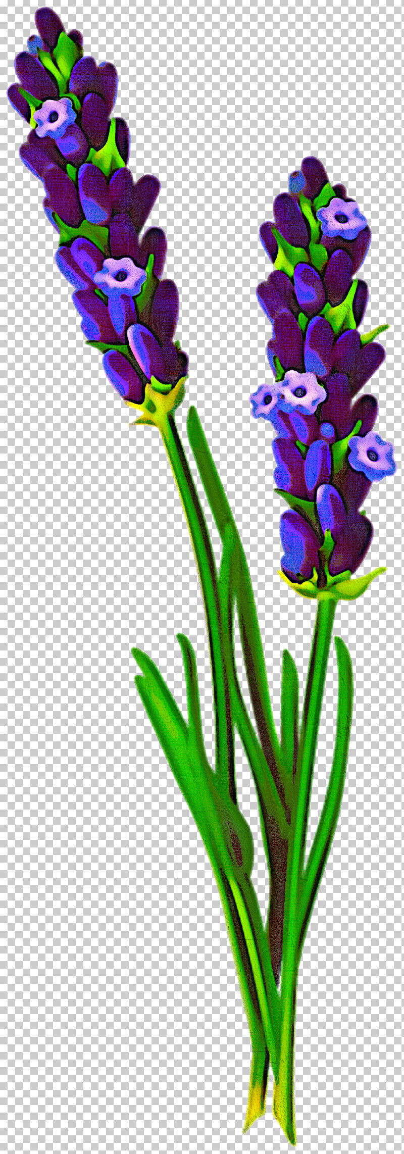 Flower Plant Cut Flowers Pedicel Plant Stem PNG, Clipart, Cut Flowers, Flower, Iris, Pedicel, Plant Free PNG Download