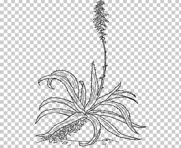 Aloe Vera Botanical Illustration Botany Drawing Plant PNG, Clipart, Aloe Arborescens, Art, Artwork, Black And White, Branch Free PNG Download