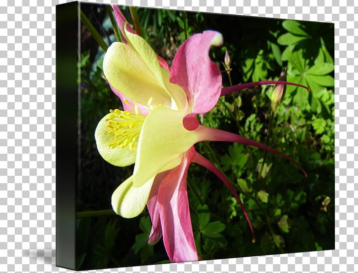 Canna Moth Orchids Wildflower Plant Stem PNG, Clipart, Canna, Canna Family, Canna Lily, Columbine, Flora Free PNG Download