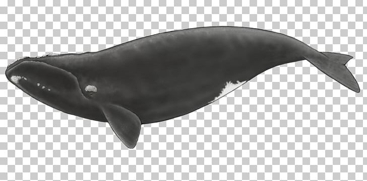 Cetacea Toothed Whale North Atlantic Right Whale North Pacific Right Whale Southern Right Whale PNG, Clipart, Balaenidae, Baleen, Baleen Whale, Beluga Whale, Cetacea Free PNG Download