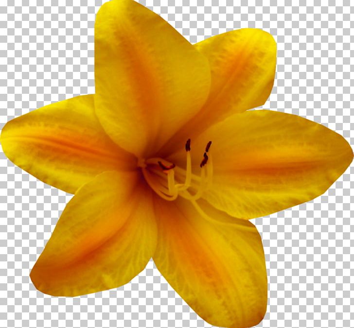 Close-up Daylily Lily M PNG, Clipart, Cicek, Cicek Resimleri, Closeup, Daylily, Flower Free PNG Download