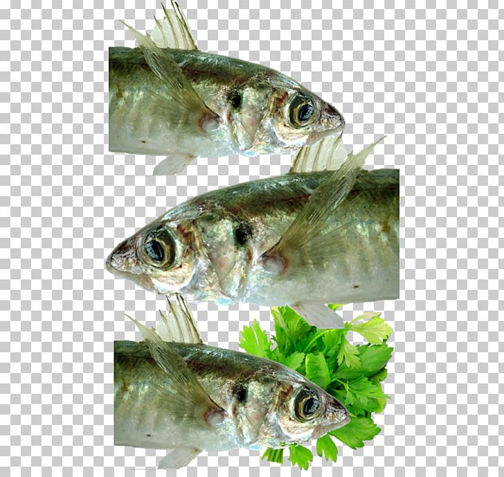Sardine Mackerel Freelancer Fish Amway PNG, Clipart, Amway, Anchovy, Animal Source Foods, Fauna, Fish Free PNG Download