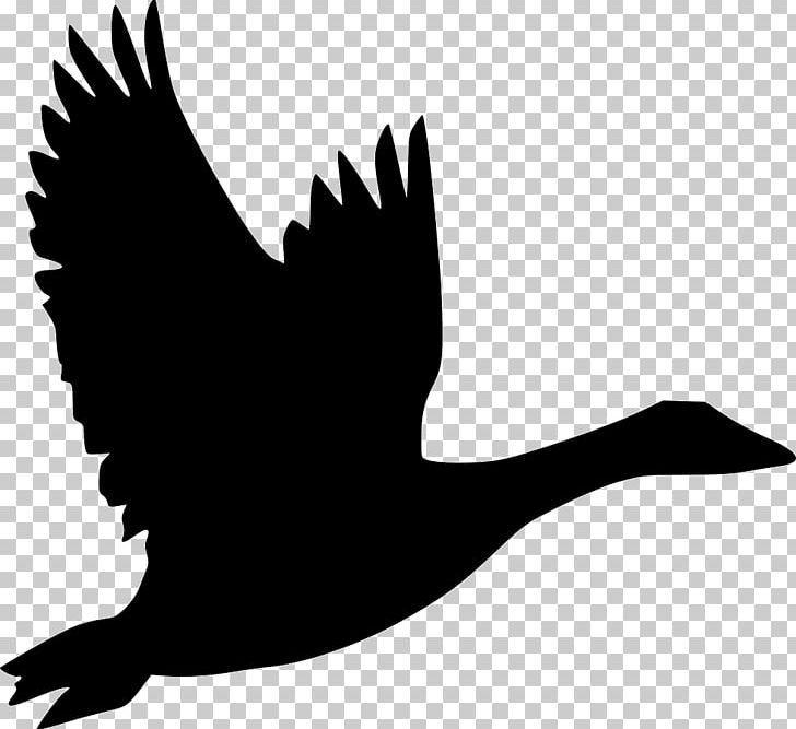 Bird Goose Flight Duck PNG, Clipart, Anatidae, Animals, Beak, Bird, Bird Flight Free PNG Download