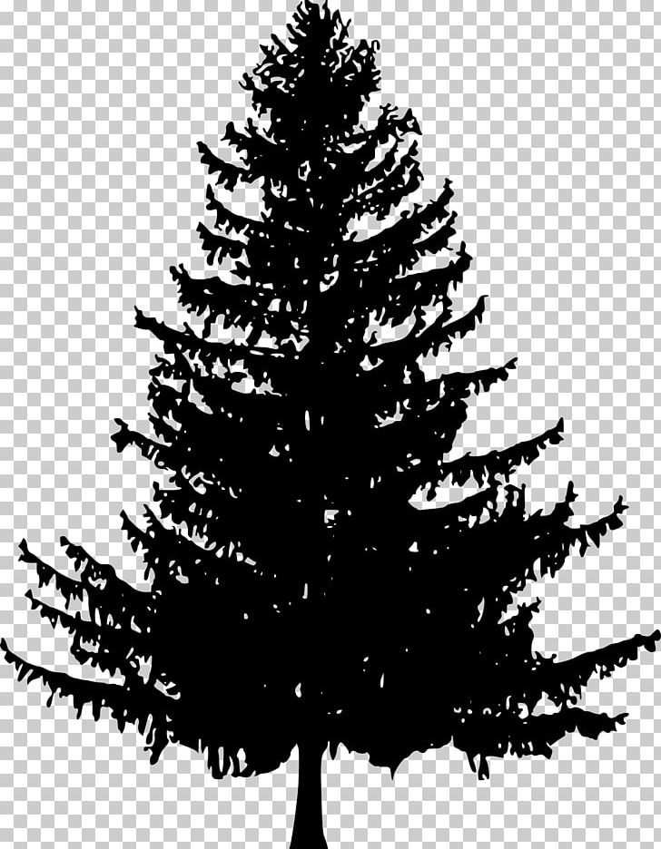 black and white pine tree sketch