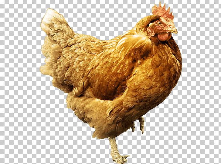 Rooster Chicken Diatomaceous Earth Dermanyssus Gallinae Insecticide PNG, Clipart, Acari, Animal, Beak, Bird, Chicken Free PNG Download