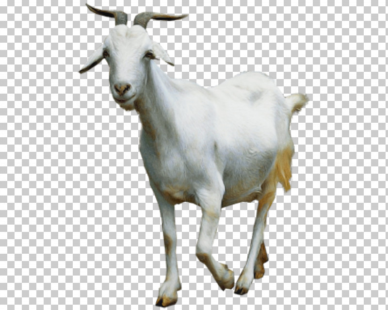 Goat Sheep Family Snout PNG, Clipart, Biology, Childrens Film, Family, Goat, Science Free PNG Download