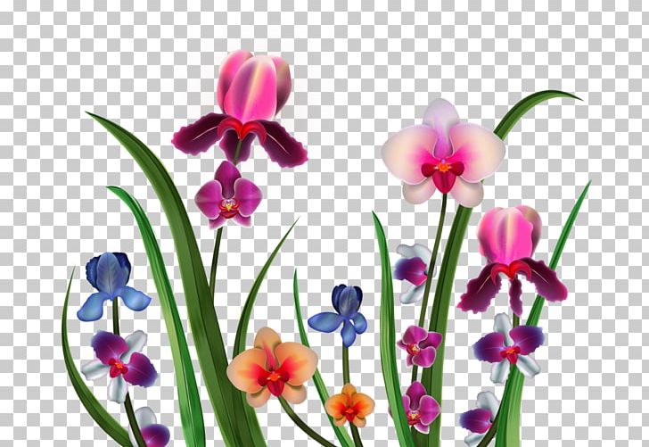 Cattleya Orchids Cut Flowers Petal PNG, Clipart, Amaryllidaceae, Amaryllis, Cattleya Orchids, Computer Icons, Cut Flowers Free PNG Download