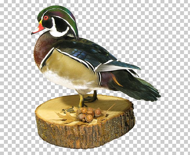 Mallard Duck Beak Animal PNG, Clipart, Animal, Animals, Beak, Bird, Duck Free PNG Download