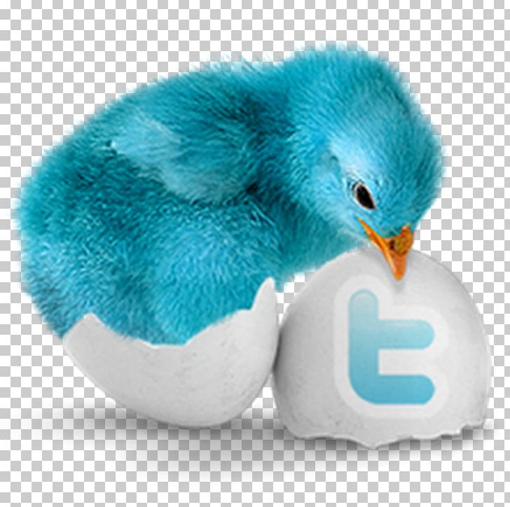 Social Media Computer Icons Blog Icon Design PNG, Clipart, Albino, Albino Blacksheep, Beak, Bird, Blog Free PNG Download