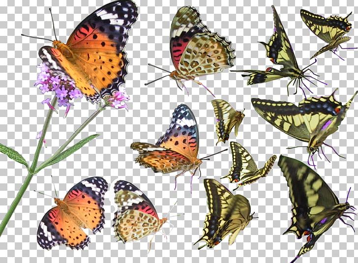 Butterfly PNG, Clipart, 3d Computer Graphics, Arthropod, Brush Footed Butterfly, Butterflies And Moths, Butterfly Free PNG Download