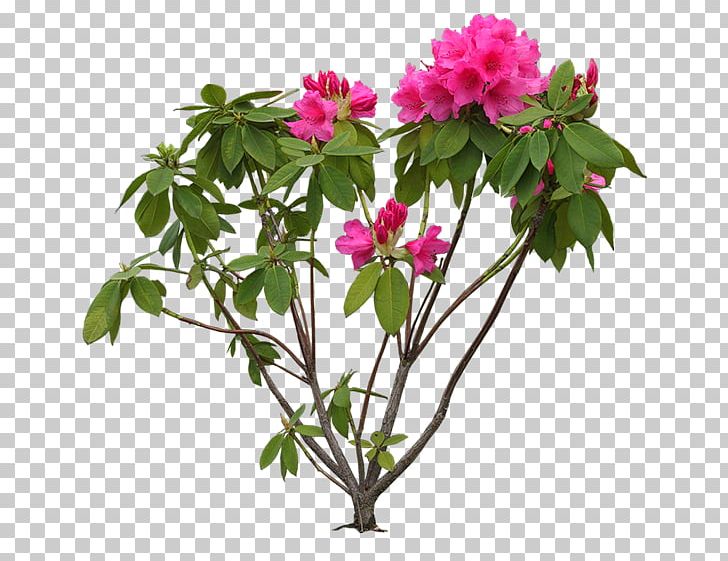 Flowering Trees And Shrubs Flowering Trees & Shrubs PNG, Clipart, Amp, Bb8, Branch, Clip Art, Cut Flowers Free PNG Download