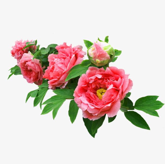 Peony Real Bonus PNG, Clipart, Bonus Clipart, Decoration, Flowers, Peony, Peony Clipart Free PNG Download