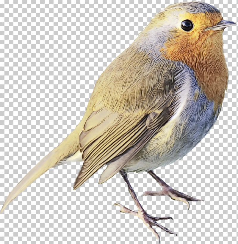 Side Sgk Kampı European Robin House Sparrow Ortolan Bunting PNG, Clipart, Antalya, Beak, Emberiza, European Robin, Finches Free PNG Download