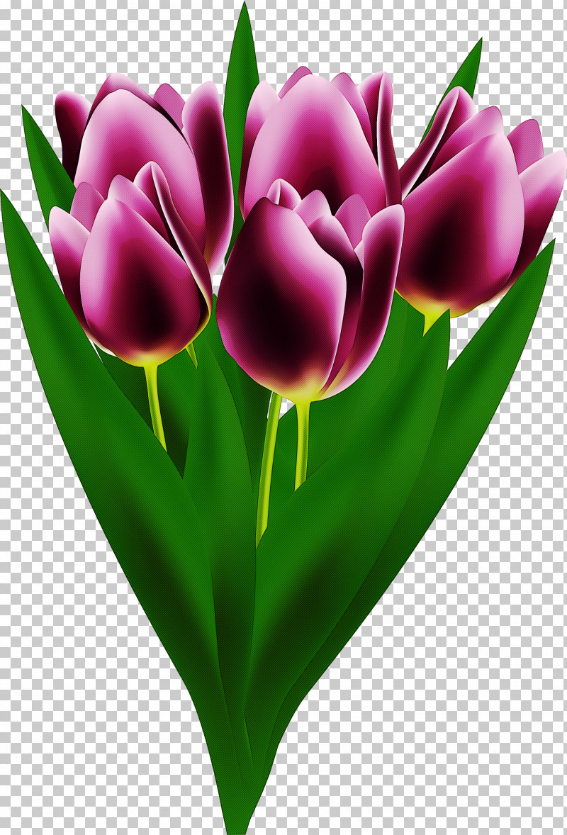 Tulip Petal Flower Tulipa Humilis Purple PNG, Clipart, Bud, Cut Flowers, Flower, Heart, Lily Family Free PNG Download