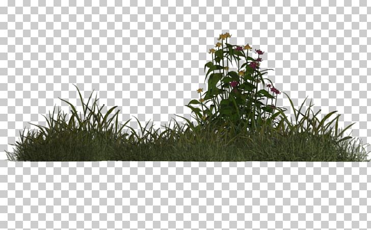 Grass Plant Meadow .de Tree PNG, Clipart, Cim, Deviantart, Evergreen, Glade, Gorselleri Free PNG Download