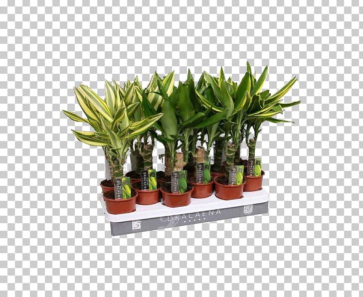 Houseplant Dracaena Fragrans Sansevieria OBI Garden Croton PNG, Clipart, Date Palms, Dracaena, Dracaena Fragrans, Fig Trees, Flowerpot Free PNG Download