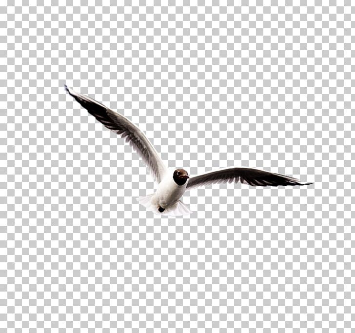 Ivory Gulls Bird PNG, Clipart, Angel Wings, Animation, Background Black, Beak, Bird Free PNG Download
