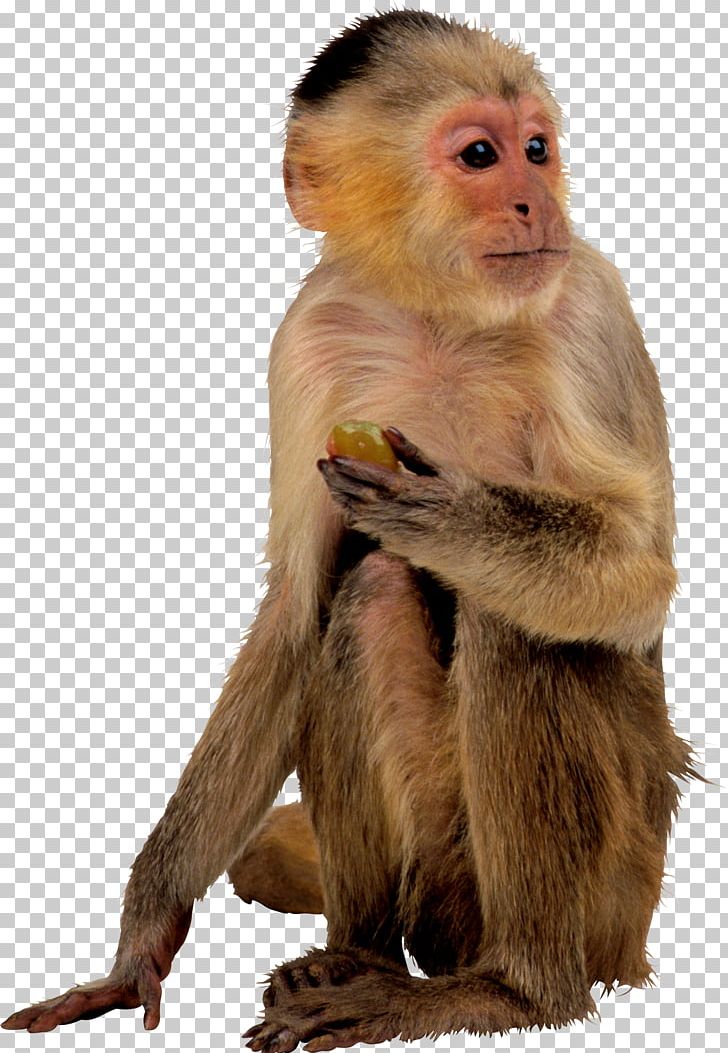 Monkey PNG, Clipart, Animal, Animals, Ape, Apple Fruit, Digital Image Free PNG Download