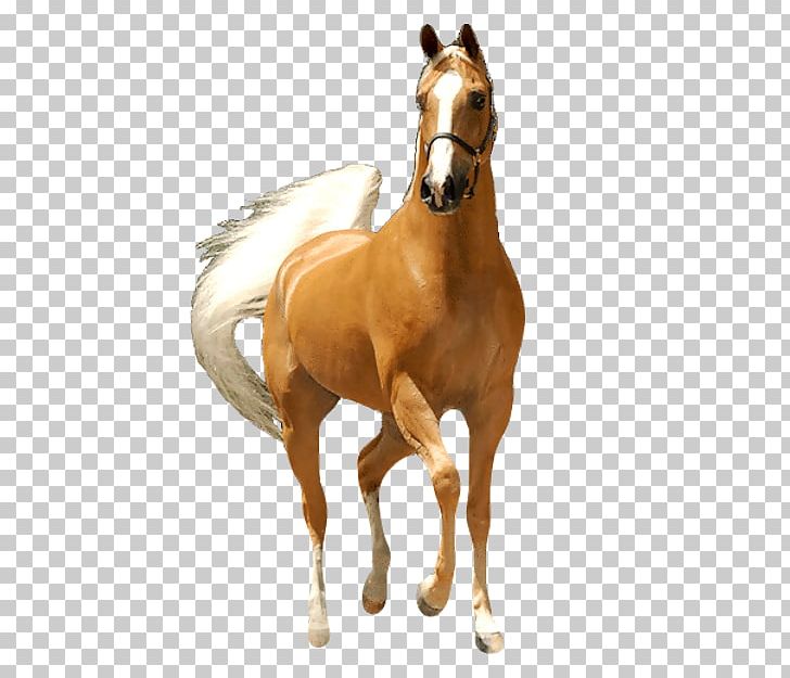 Mustang Stallion Foal Colt Mare PNG, Clipart, Animal, Bridle, Colt, Dog, E 621 Free PNG Download