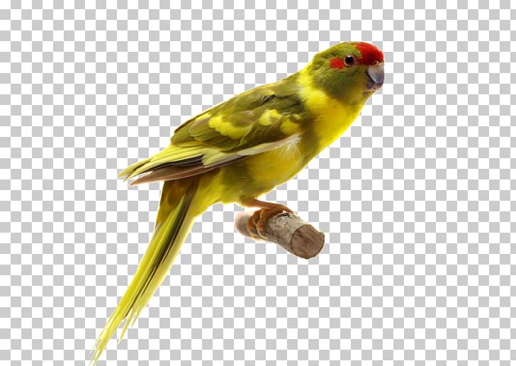 Parrot Bird PNG, Clipart, Animals, Asuka, Beak, Color, Common Pet Parakeet Free PNG Download