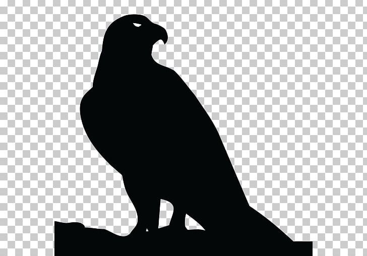 Beak Bird Of Prey Fauna PNG, Clipart, Animals, Beak, Bird, Bird Of Prey, Black Free PNG Download