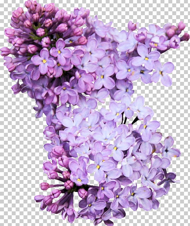 Lilac Photography PNG, Clipart, Cut Flowers, Download, Encapsulated Postscript, Flower, Flowering Plant Free PNG Download
